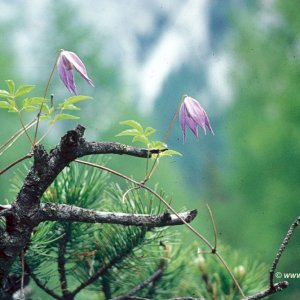 Alpen-Waldrebe (Clematis alpina)