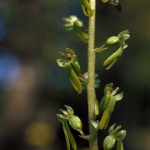 Großes Zweiblatt (Listera ovata)