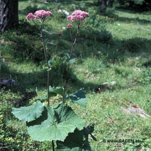 Grauer Alpendost (Adenostyles alliariae)