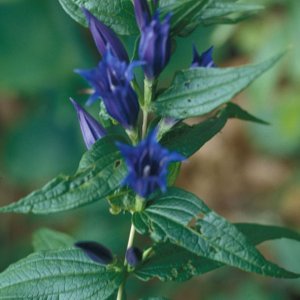 Schwalbenwurz-Enzian (Gentiana asclepiadea)