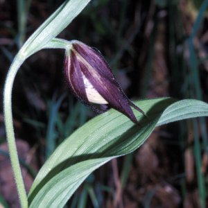 Frauenschuh (Cypripedium marianus)