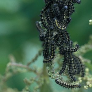 Raupe des Kleinen Fuchs (Aglais urticae) auf Brennessel (Urtica dioica)