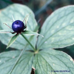 Einbeere (Paris quadrifolia)