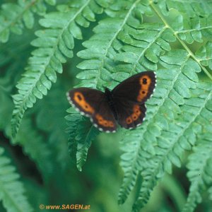 Mohrenfalter (Erebia sp.) auf Wurmfarn (Dryopteris filix-mas)