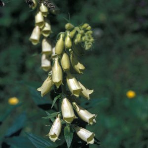 Fingerhut (Digitalis sp.)