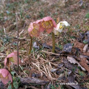 Christrose, Schneerose, Nieswurz (Helleborus Niger)