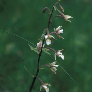 Sumpf-Stendelwurz (Epipactis palustris)