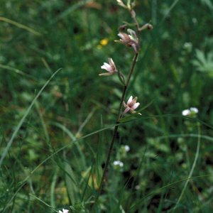 Sumpf-Stendelwurz (Epipactis palustris)