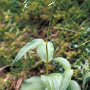 Breitblättrige Stendelwurz (Epipactis helleborine)