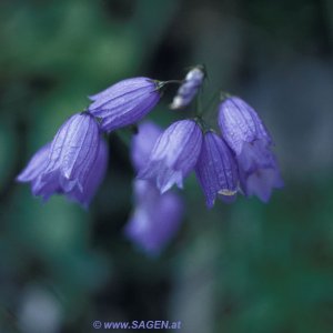 Glockenblume (Campanula sp.)