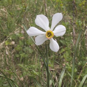 Stern-Narzisse (Narcissus radiiflora)