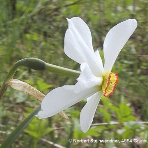 Stern-Narzisse (Narcissus radiiflora)