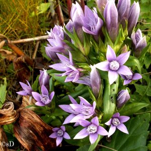 Deutscher Enzian (Gentianella germanica, syn. Gentiana germanica)