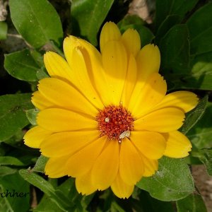 Ringelblume - Calendula officinalis