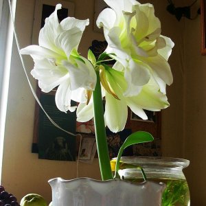 Ritterstern - Hippeastrum