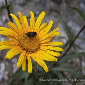 Ochsenauge (Buphtalmum salicifolium)