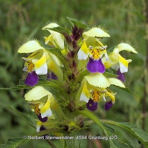 Bunt-Hohlzahn (Galeopsis speciosa)