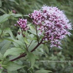 Wasserdost (Eupatorium cannabium)