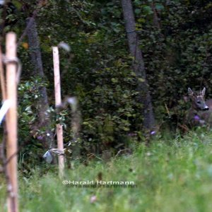 Reh im Obstgarten