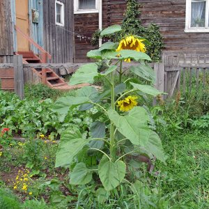 nördliche Sonnenblume