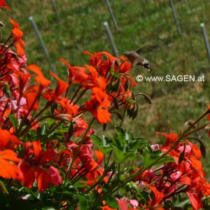 Das Taubenschwänzchen (Macroglossum stellatarum)