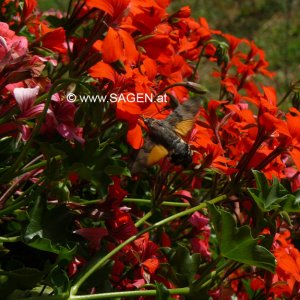 Taubenschwänzchen (Macroglossum stellatarum)