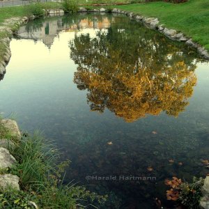 herbstlicher Teich