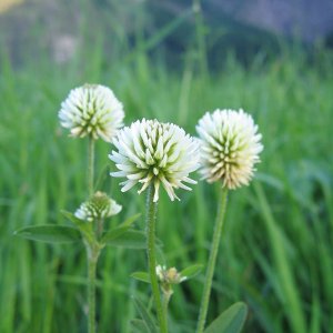 Bergklee (Trifolium montanum)