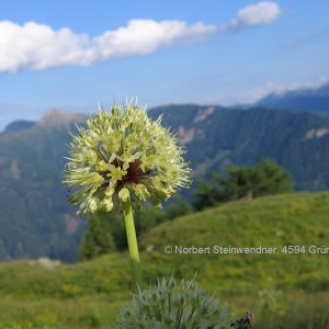 Allermannsharnisch (Allium victoralis)