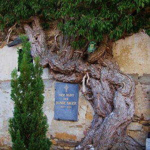 Naturdenkmal Efeu (Hedera helix)