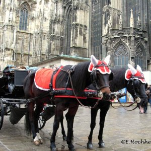 Weihnachtspferde