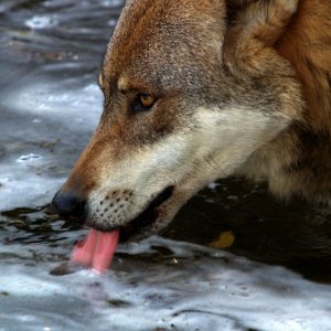 Wolf (Alpenzoo Innsbruck)