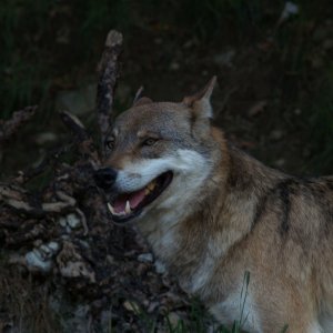 Wolf (Alpenzoo Innsbruck)