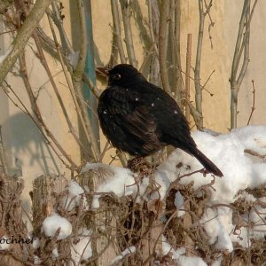 Frierende Amsel