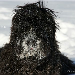 Briard Teenager