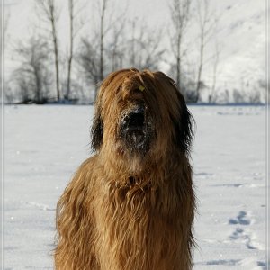 Unsere fauve Briard Hündin LUNA