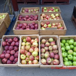 Medium 'Obstdirektverkauf im Similkameen Valley, Kanada' in der Kategorie 'Landwirtschaft'