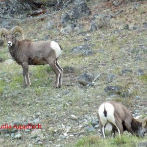 Dickhornschafe im Similkameen Valley, Kanada