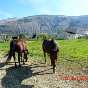 Pferdefarm im Similkameen Valley, Kanada