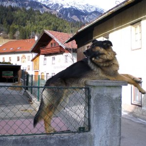 Der Brunnenhund von Arzl