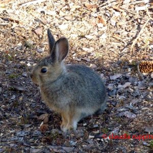 Hase im Cathedral Provincial Park, BC, Kanada