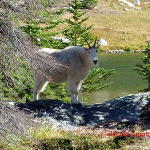 Mountain Goat im Cathedral Provincial Park, BC, Kanada