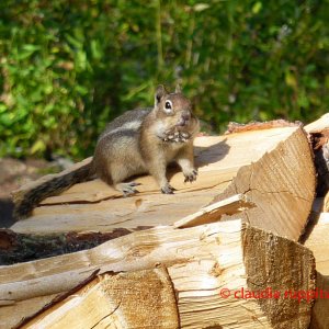 Chipmunk im Cathedral Provincial Park, BC, Kanada