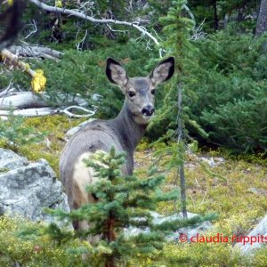 Reh im Cathedral Provincial Park, BC, Kanada