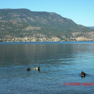 Okanagan Lake, BC, Kanada