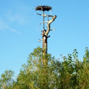 Storchennest in Kelowna, BC, Kanada