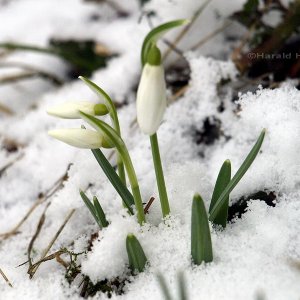 Schnee-Glöckchen