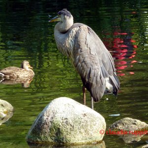 Vancouver, Stanley Park