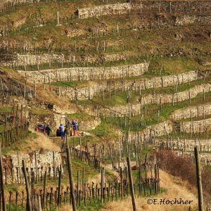 Arbeit in den Weinbergen