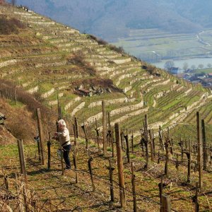 Arbeit in den Weinbergen 2